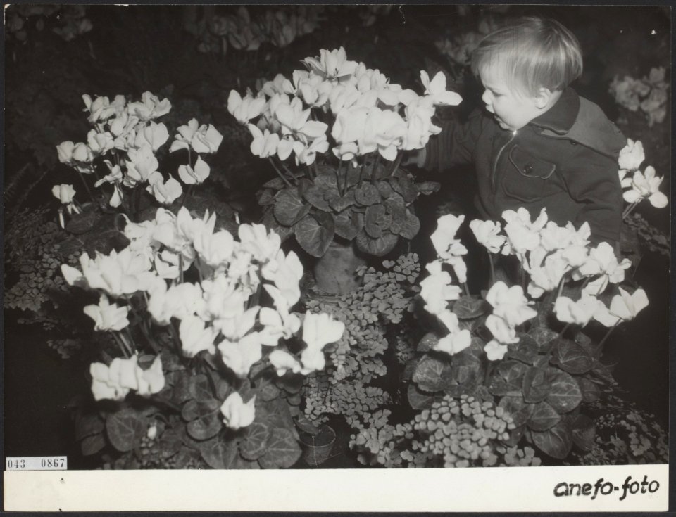 Kamerplanten, kinderen, Cyclamen, Bestanddeelnr 043-0867