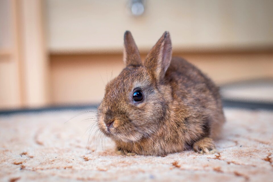 Nager dwarf rabbit long eared