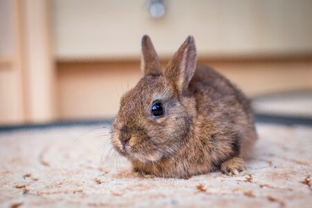 Nager dwarf rabbit long eared photo