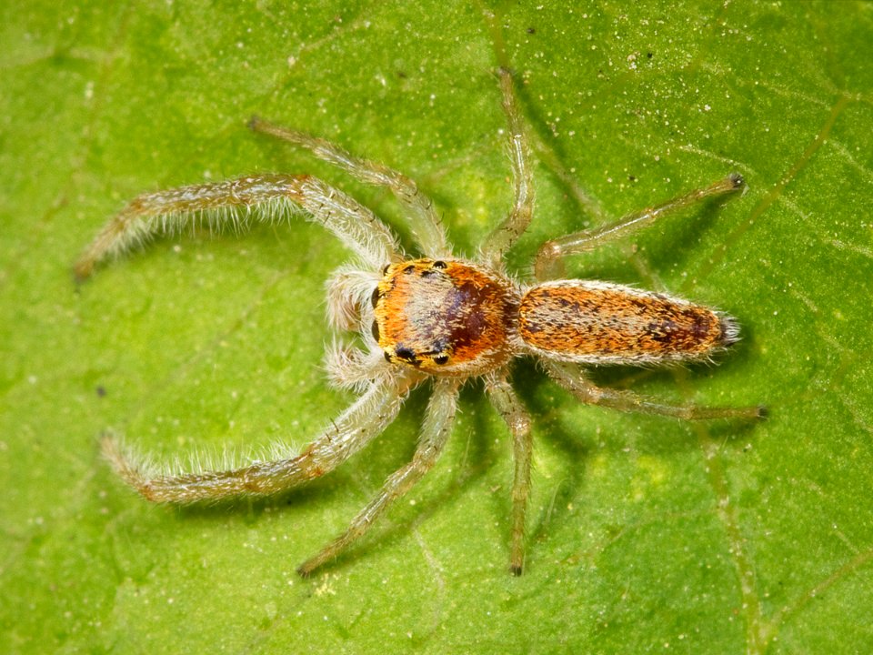 Kaldari Hentzia mitrata male 02
