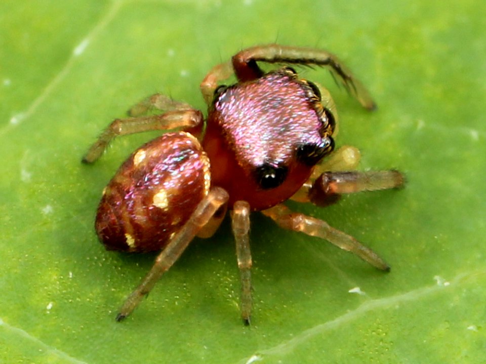 Kaldari Zygoballus sexpunctatus immature male 01