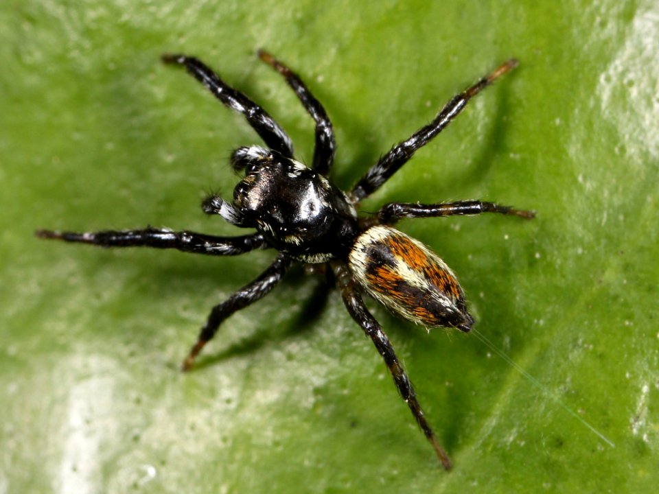 Kaldari Pachomius male 04