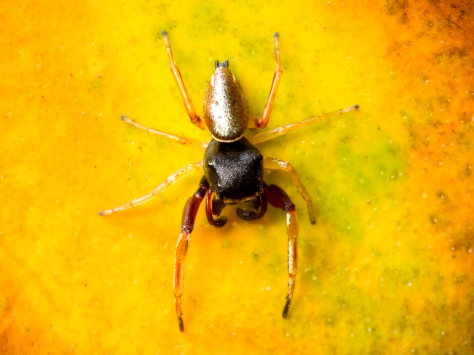 Kaldari Zygoballus rufipes 08