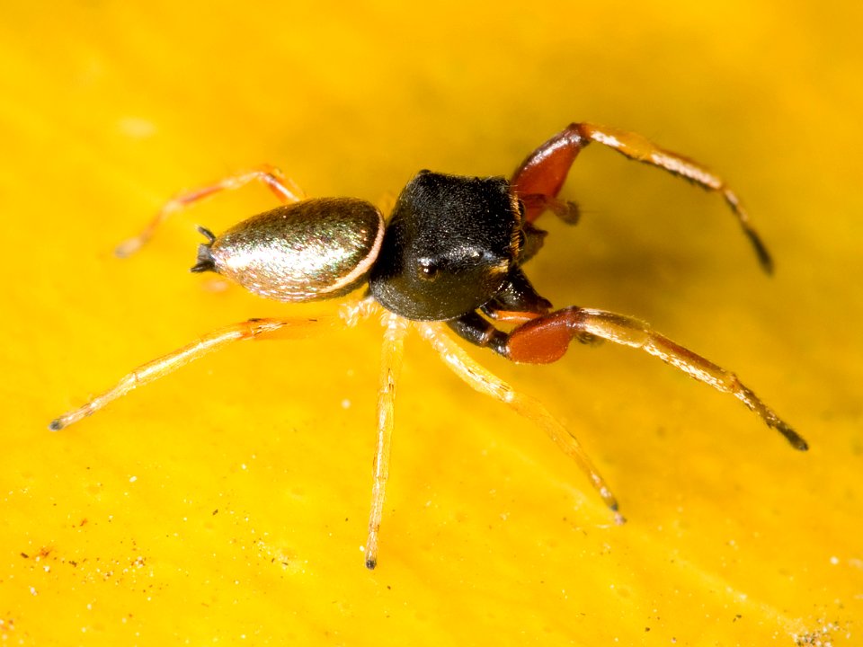 Kaldari Zygoballus rufipes 05