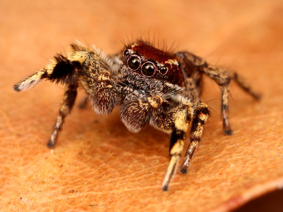 Kaldari Habronattus peckhami male 03