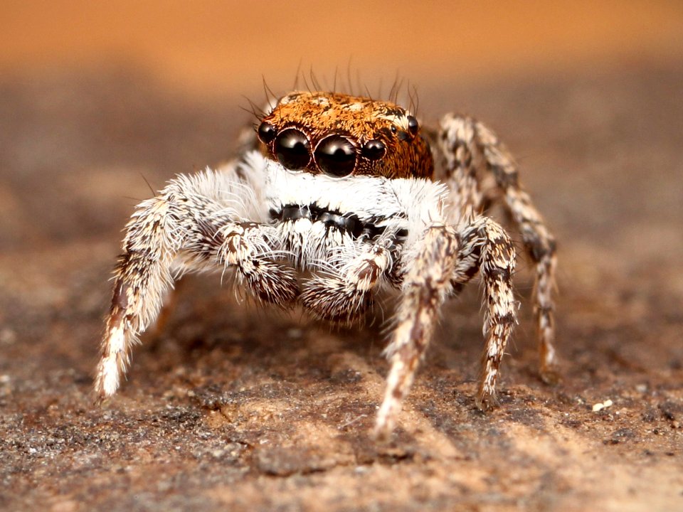 Kaldari Habronattus conjunctus 01