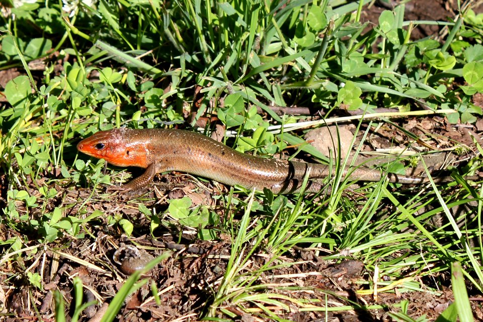 Kaldari Eumeces laticeps 01