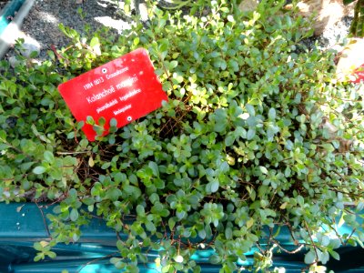 Kalanchoe manginii - Botanical Garden in Kaisaniemi, Helsinki - DSC03708