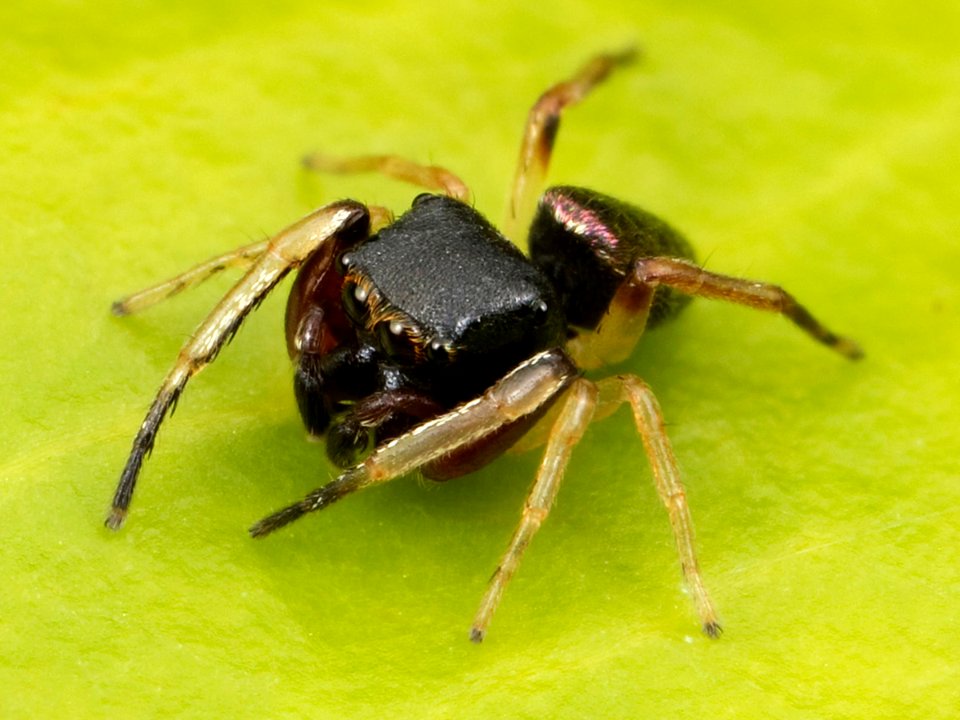Kaldari Zygoballus rufipes 10