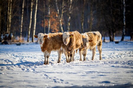 Cattle pasture mammals