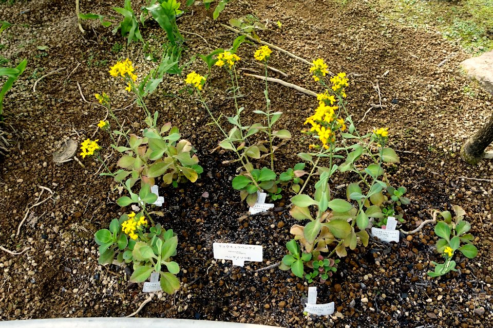 Kalanchoe integra - Shinjuku Gyo-en Greenhouse - Tokyo, Japan - DSC05825