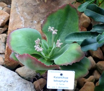 Kalanchoe tetraphylla - Botanischer Garten, Dresden, Germany - DSC08818