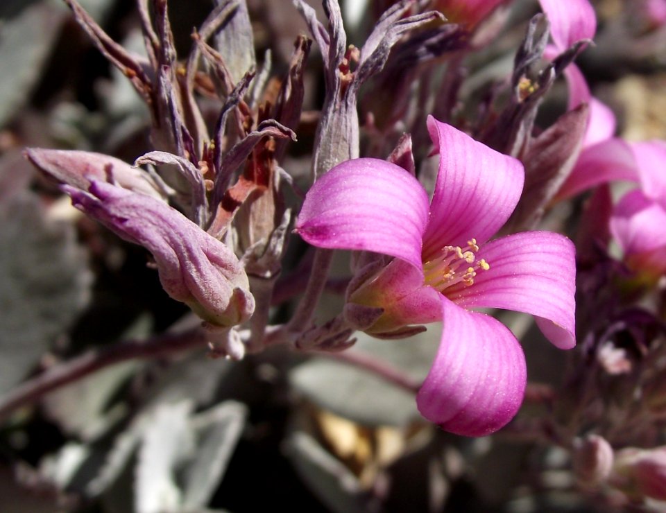Kalanchoe pumila 5