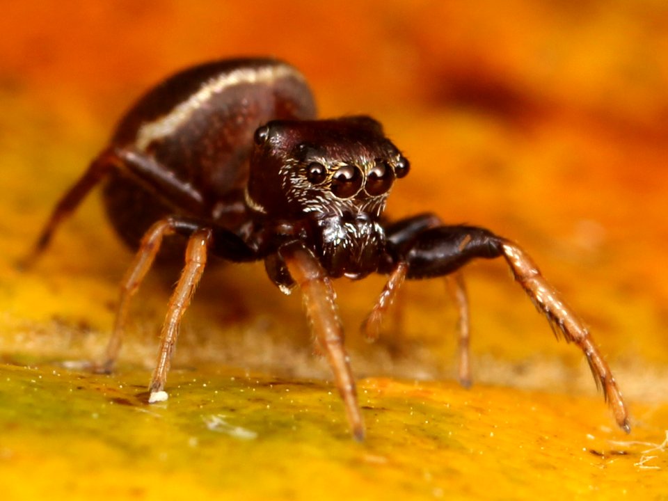 Kaldari Zygoballus sexpunctatus female 01