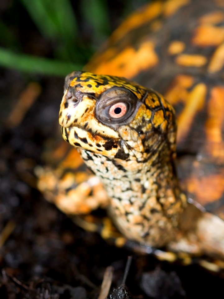 Kaldari box turtle