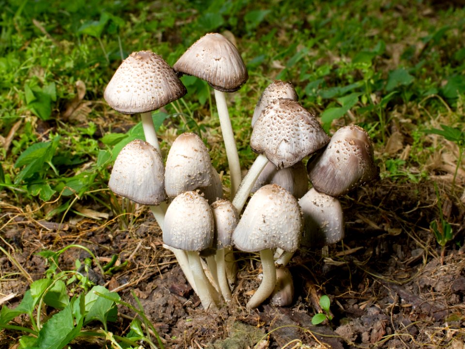 Kaldari coprinoid mushrooms