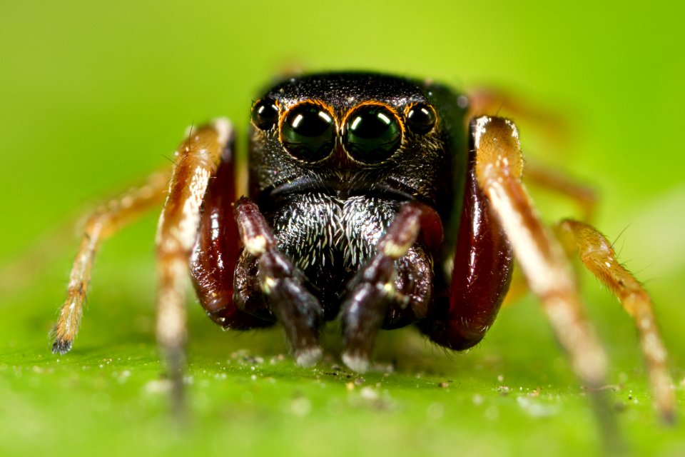 Kaldari Zygoballus rufipes 09