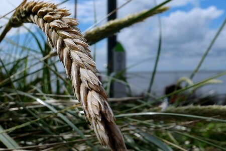 North sea dune grass nature