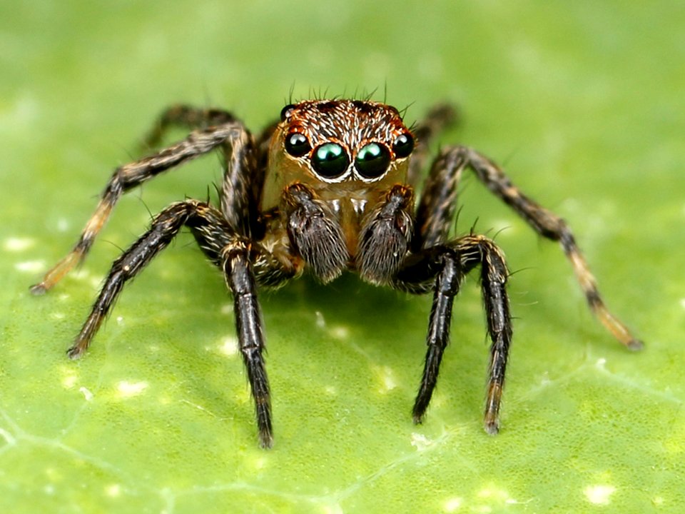Kaldari Naphrys pulex 01