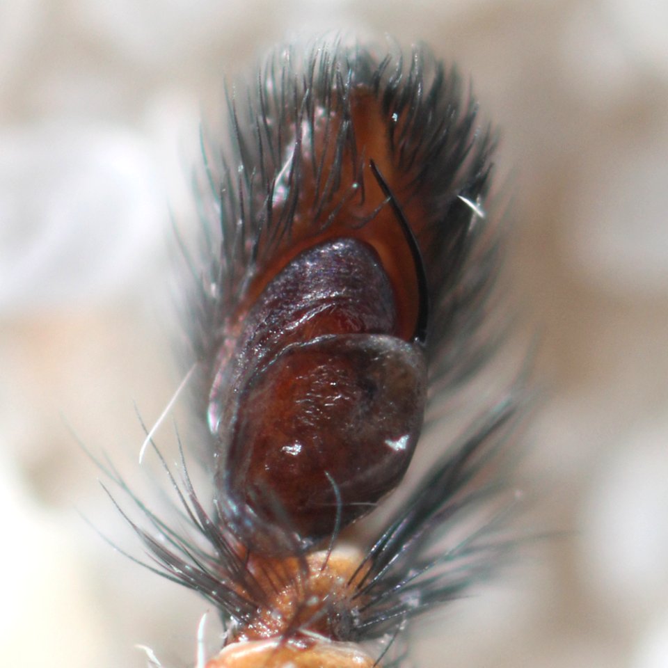 Kaldari unknown salticid Y pedipalp
