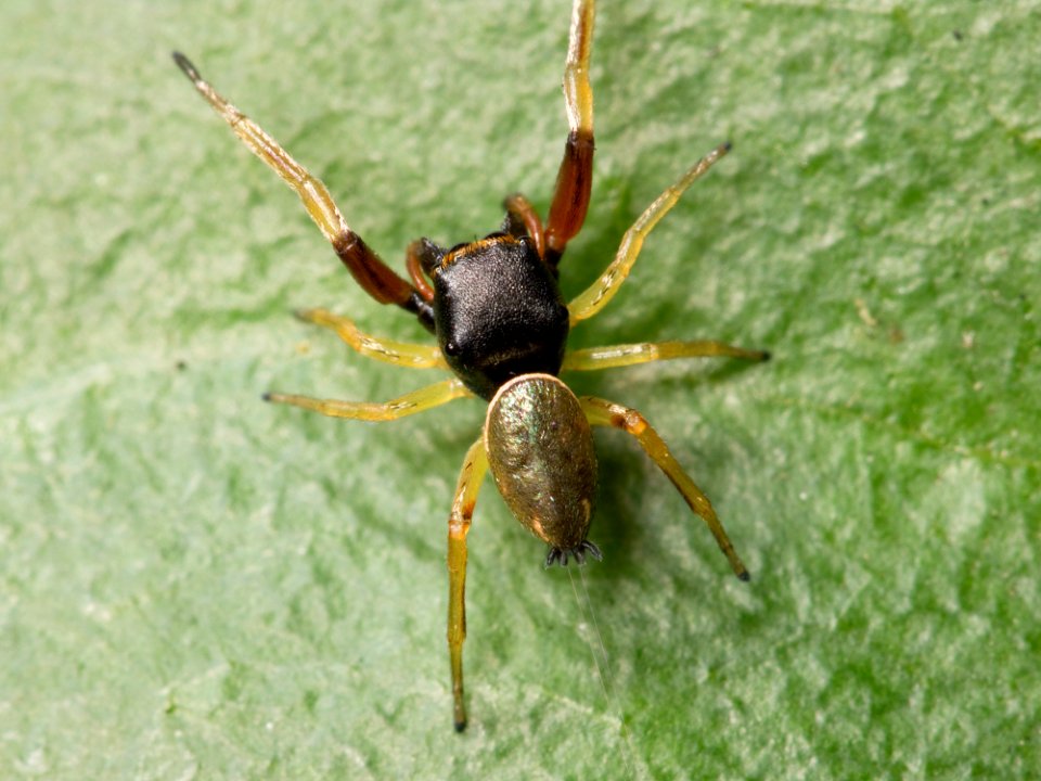 Kaldari Zygoballus rufipes 06