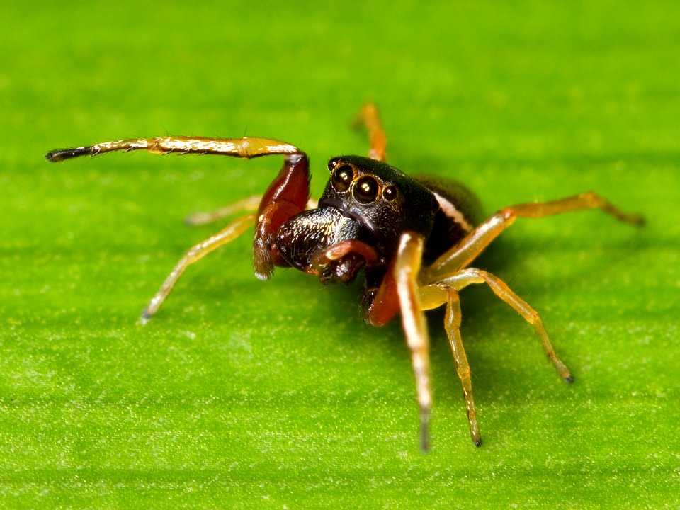 Kaldari Zygoballus rufipes 01