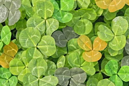 Clover color vegetation