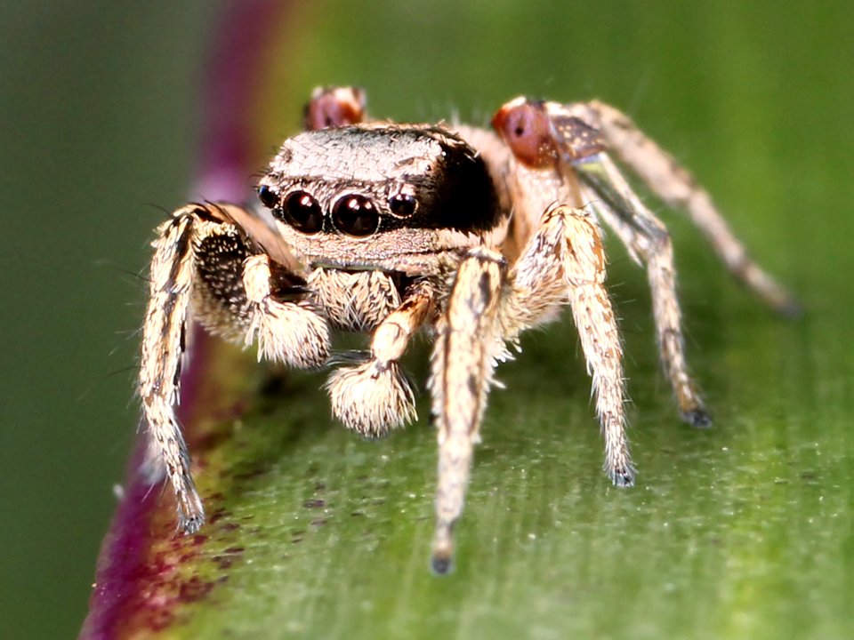 Kaldari Habronattus mexicanus 02
