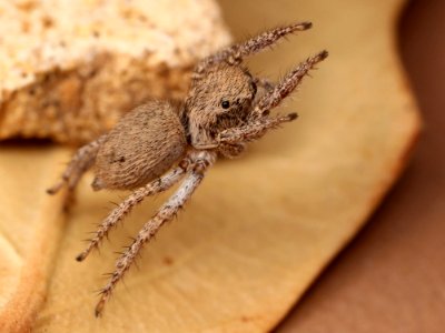 Kaldari Habronattus female jumping photo