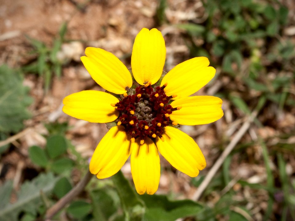 Kaldari Berlandiera lyrata 01
