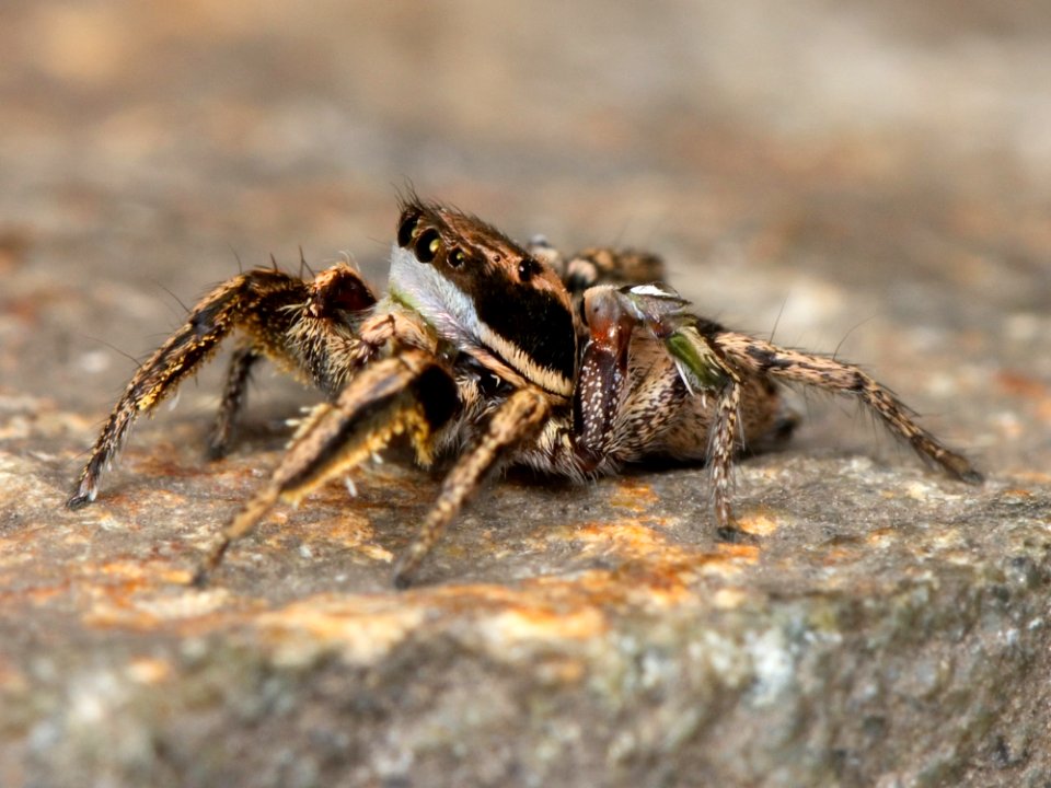 Kaldari Habronattus klauseri male 02
