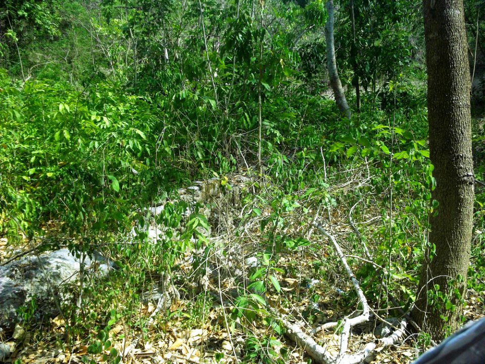Kalax (Mérida), Yucatán (01)