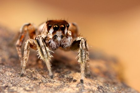 Kaldari Habronattus dossenus male 01