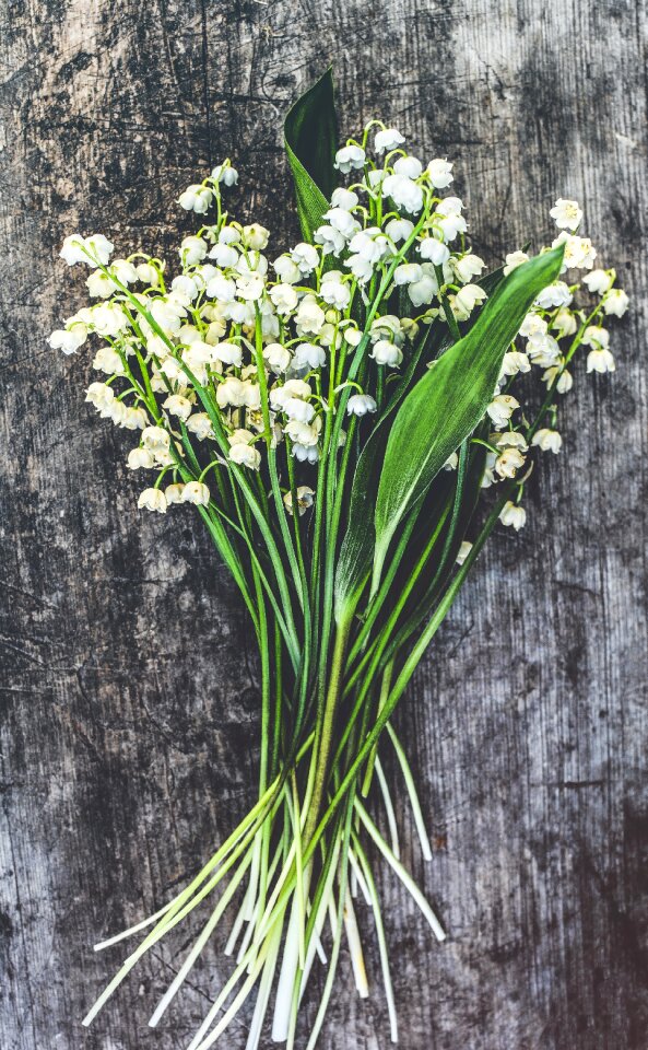 Botanic botanical bouquet