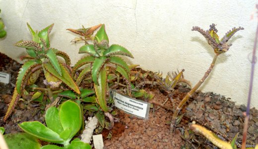 Kalanchoe daigremontiana - Orto botanico - Rome, Italy - DSC00030