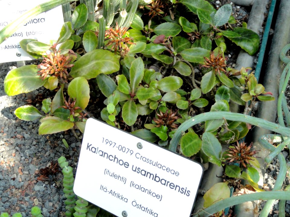 Kalanchoe usambarensis - Botanical Garden in Kaisaniemi, Helsinki - DSC03720