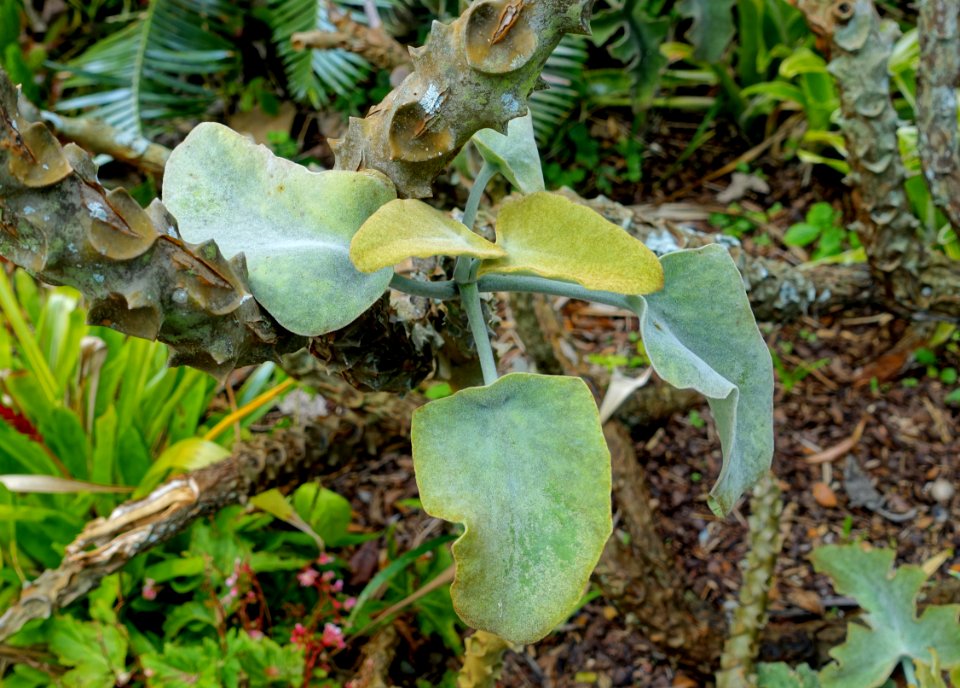 Kalanchoe beharensis - Mounts Botanical Garden - Palm Beach County, Florida - DSC03670