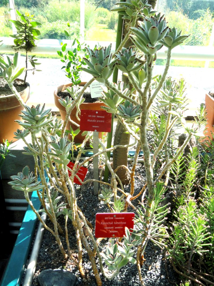 Kalanchoe tomentosa - Botanical Garden in Kaisaniemi, Helsinki - DSC03704