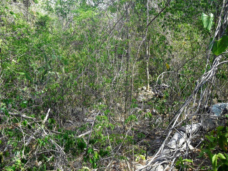 Kalax (Mérida), Yucatán (18)
