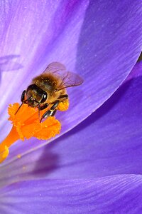 Insect crocus spring photo