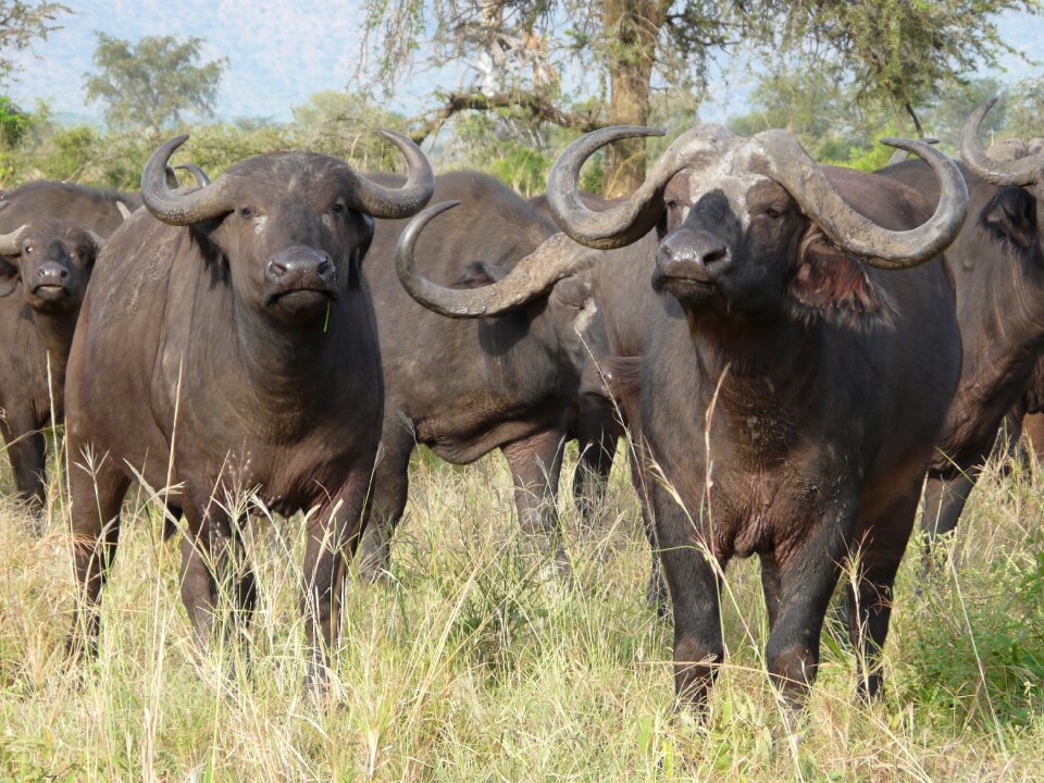 Nature buffalo syncerus