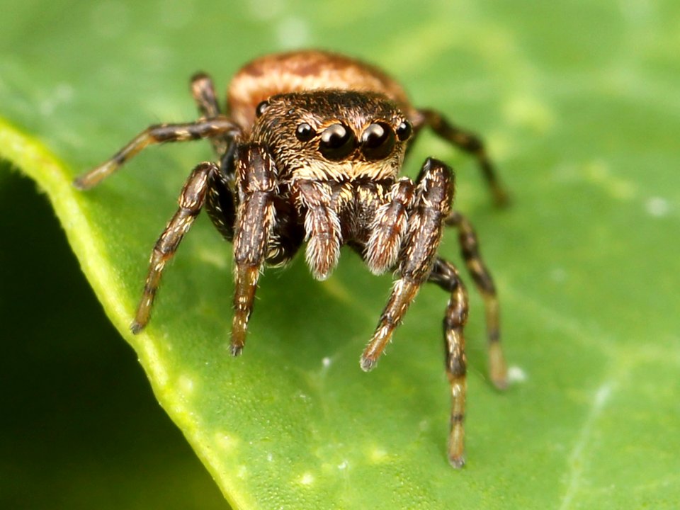 Kaldari Zygoballus nervosus female 05