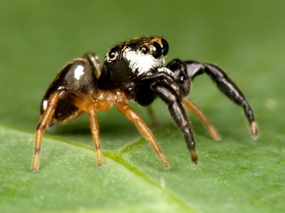 Kaldari Zygoballus tibialis male 02