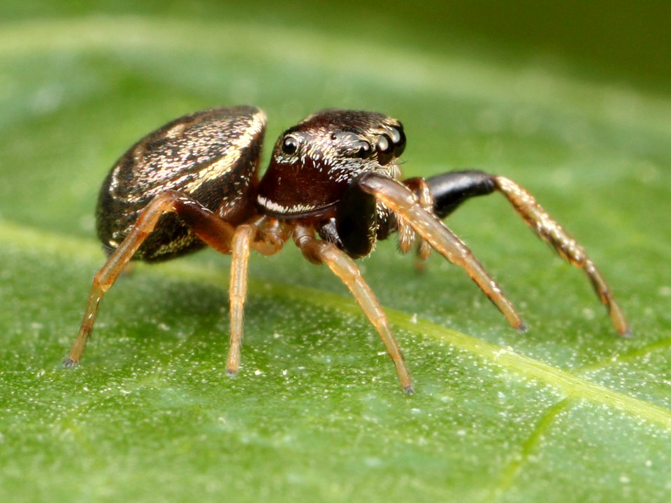 Kaldari Zygoballus sexpunctatus female 06