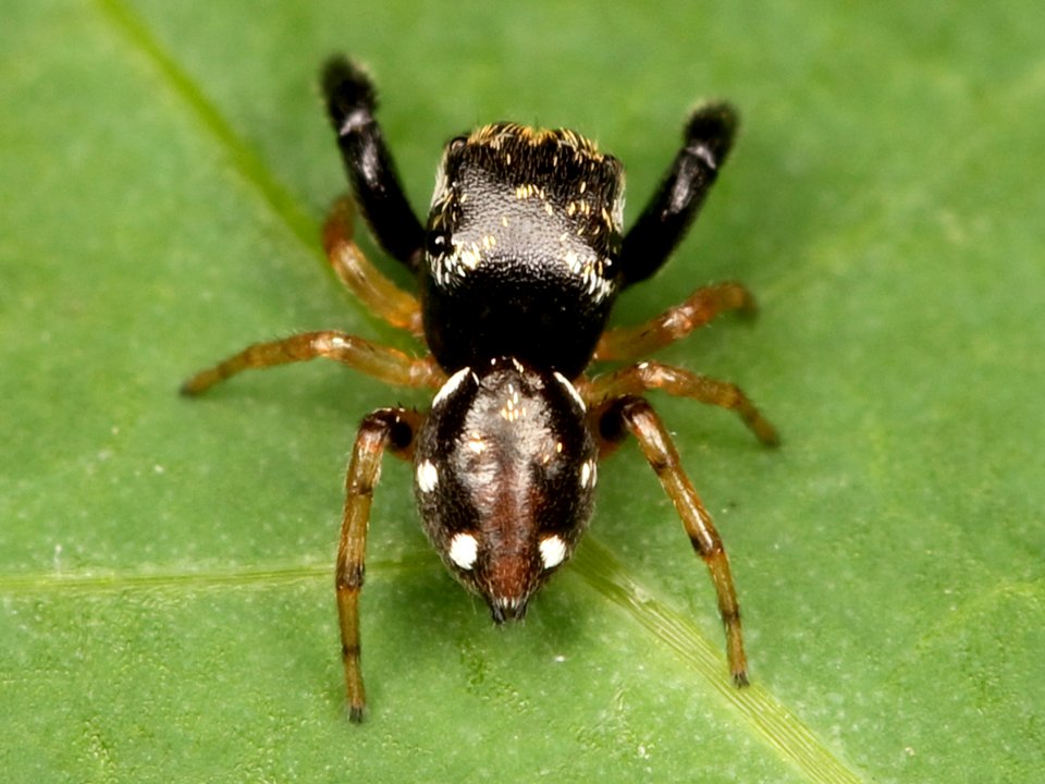 Kaldari Zygoballus tibialis male 03