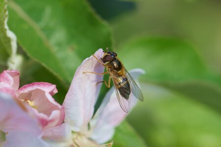 Flower insect apple