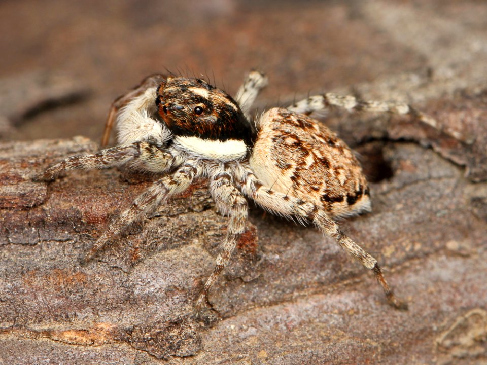 Kaldari Menemerus semilimbatus female 03