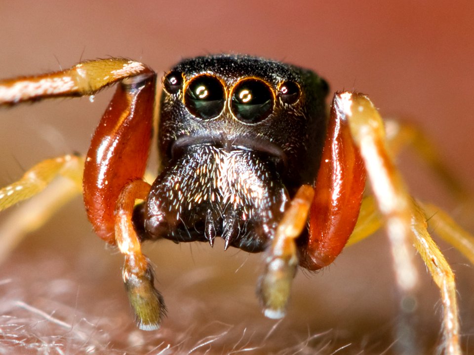 Kaldari Zygoballus rufipes 02
