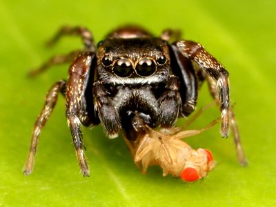 Kaldari Zygoballus nervosus male 06