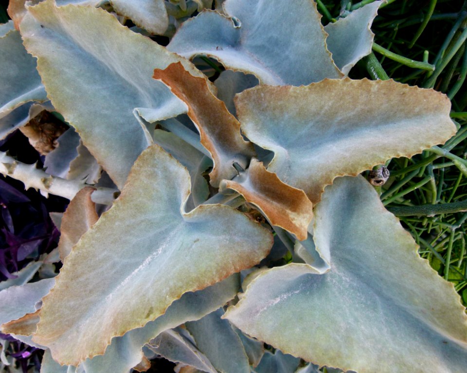 Kalanchoe beharensis serres du Jardin du Luxembourg